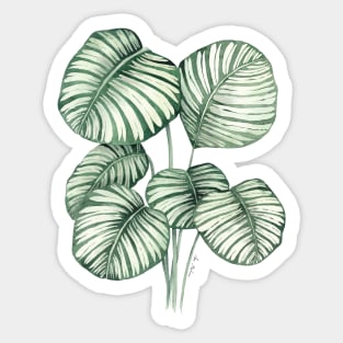 Calathea orbifolia plant Sticker